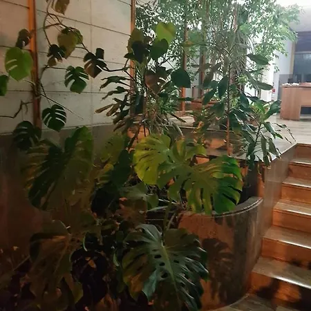 Miriana Appartement *